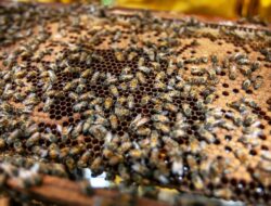 Empat hewan yang mengubah lingkungan secara biologis