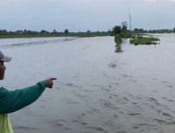 Ratusan hektare sawah Ploso Jombang terendam banjir, DPRD minta data gagal panen